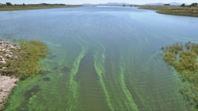 Un fuerte incremento de algas en el Dique limita el suministro de agua en Bahía Blanca y Punta Alta
